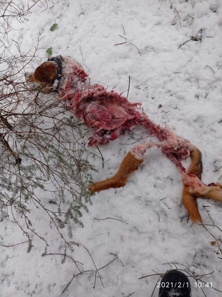 В Закарпатье бродят кровожадные твари: От последней жертвы нашли обглоданный скелет 