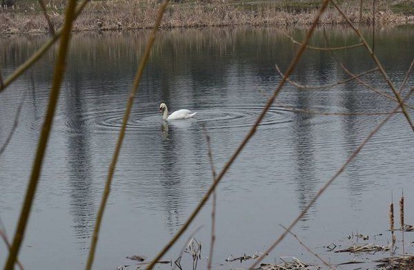 На озеро "Кирпичка" в Ужгороде прилетел первый лебедь
