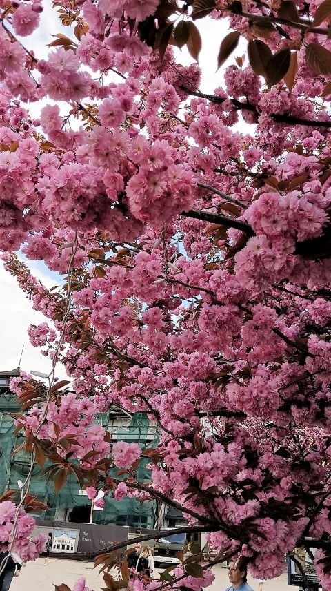 Цветут на полную: Красота утопающего в сакурах Ужгорода никогда не надоест