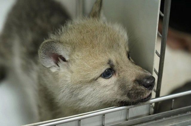 В Китае клонировали находящегося на грани исчезновения волка
