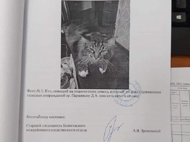 В России, в Тверской области, следователи попытались допросить по делу о хулиганстве в качестве свидетеля кота