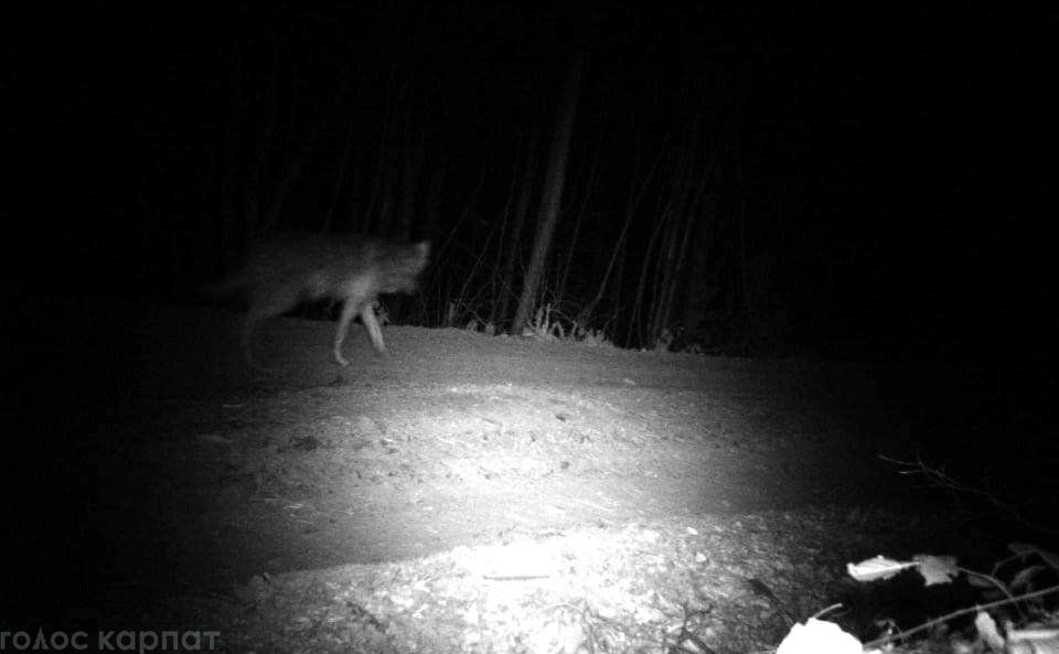 Люди изрядно напуганы: На Закарпатье стая диких волков держит в страхе целое село