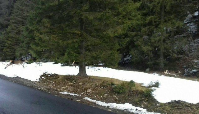 Водители, будьте осторожны!: В Закарпатье на дорогу выпрыгивают олени 