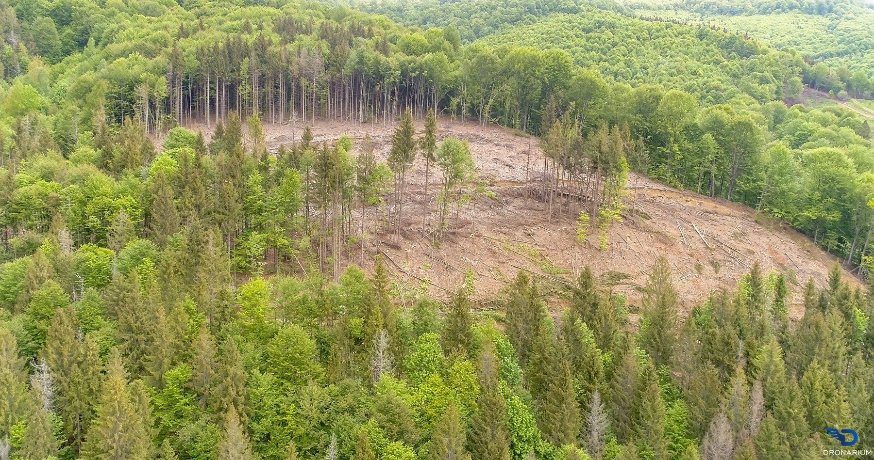 Карпаты, вырубка леса, экологическая катастрофа 