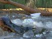 В парке США аллигаторы вмерзли в лед