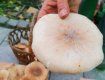 В Ужгороді на "Зеленому ринку" все ще продають білі, червоні гриби та унікальні, за якими "ганяються" у Європі