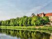 Туристы - кусайте локти!: Любимая изюминка в Ужгороде цветет и пахнет 