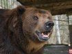 В теле медведя Юры, которого пытались спасти в Закарпатье, обнаружили жуткие предметы 