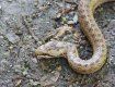 В Закарпатье люди обнаружили в собственном дворе крайне редкую змею, занесенную в Красную книгу 