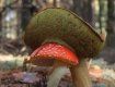 Закарпатье поражает богатым предложением грибов на местных рынках — на любой вкус! (ФОТО)