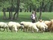 В Закарпатье провели конкурс красоты среди овец