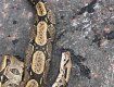 В Ужгороде у ресторана обнаружен труп экзотической змеи