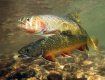 "Царская рыба" не переносит загрязненных водоемов в Закарпатье