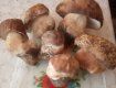 Продавцы грибов на Закарпатье признаются, что дары лесов в корзине "собираются сами"