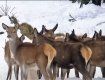 Оленье ранчо: В национальном парке в Закарпатье поселились селекционные олени