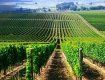 Под новый аэропорт в Закарпатье свои земли готова отдать винодельческая агрофирма