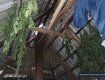 Житель Закарпатья "украсил" чердак десятком кустов конопли 