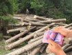 Ущерб миллионы гривен: В Закарпатье чиновник лесхоза "случайно" разрешил незаконную вырубку 