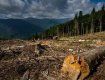Карпатский регион в опасности из-за незаконной вырубки лесов и изменения климата