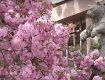 Розовое вдохновение: В Закарпатье наступило время любования сакурами