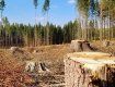 В Закарпатье руководитель лесничества "не заметил" вывоз древесины на 1 млн. грн