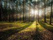 В Закарпатье упразднили запрет на посещение лесов