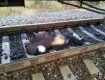 Смерть на ж/д путях: В Закарпатье поезд сбил мужчину