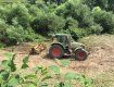 В Закарпатье берег Латорицы очищают от опаснейшего растения 