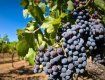 Закарпатские виноделы собирают до 10 тонн винограда с гектара