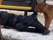 В Харькове пес пытался не дать своему хозяину-пьянице замерзнуть под лавкой