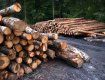 В Закарпатье лесхоз "не заметил" вырубку леса на 1,3 миллиона