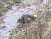 Жестокое нападение: В Закарпатье орудует стая волков