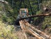 Бывший директор Ясинянского лесхоза, участник масштабных схем по вырубке леса, снова в деле