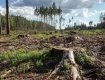 В Закарпатье госслужащий лесхоза "наохранял" леса на 1,6 млн убытков 