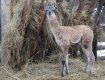 У "Долині вовків" на Закарпатті з’явився новий пожилець — новонароджена лама