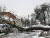 Власти Ужгорода "сигналы" проигнорировали - сегодня дерево могло убить людей