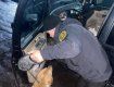 Прикордонний пес не пропустив марихуану через кордон в Ужгороді