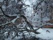 Закарпаття. масове падіння дерев сталося у регіоні на Старий Новий рік