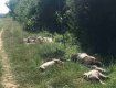  В Закарпатье избавились от трупов домашних животных, разбросав их вдоль улицы 