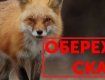 В Закарпатье оперативно принимают меры из-за бешеной лисы