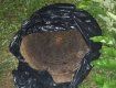 В областном центре Закарпатья вор "одолжил" крышку канализационного люка