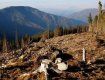 Збитки на мільйони гривень: В Закарпатті викрили схему з вирубки лісів