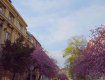 Не перестаешь восхищаться: В сети опубликовали видео яркого, цветущего Ужгорода