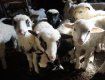 Закарпаття. У вівчарів Тячівщини – сезон поповнення в отарах 