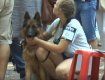 В Боздошском парке Ужгорода началась выставка собак «Звезда Закарпатья – 2019»