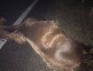 Авария в Закарпатье: Легковушка врезалась в лошадь, животное погибло на месте 