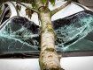 ЧП в Ужгороде: Большой кусок дерева упал на припаркованный автомобиль 