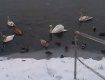 В Ужгороде горожане любуются и подкармливают своих любимцев: Лебедей и уток