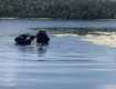 Жуткая находка: В Закарпатье из реки достали тело утопленника