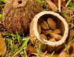 В Закарпатье предупредили о бразильском орехе с ядовитым афлатоксином